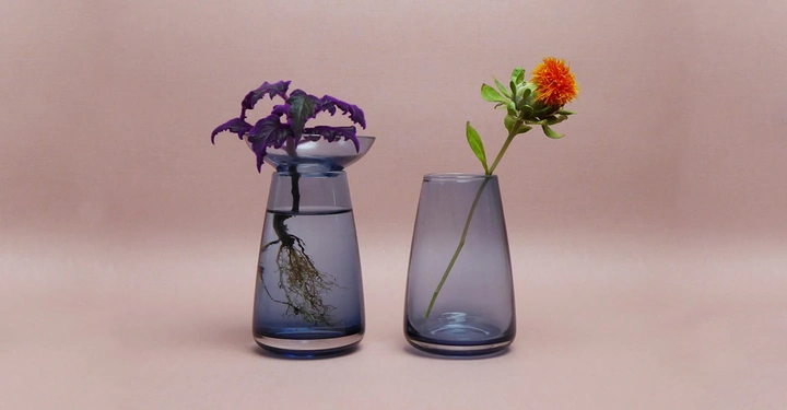 Zwei blaue Glasvasen auf einer rosa Oberfläche eine enthält eine violette Blume mit Wurzeln im Wasser die andere eine orange Blume auf einem langen Stiel in einem trockenen Behälter.