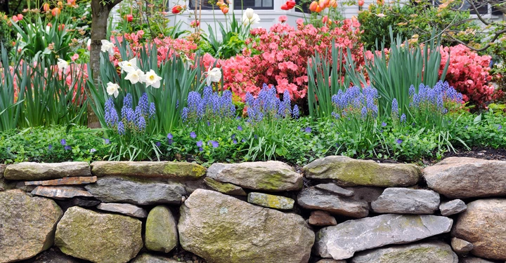 Blumen blühen in verschiedenen Farben in einem Garten vor einer Steinmauer, umgeben von grünem Laub und Tulpensträuchern, mit einem Haus im Hintergrund.