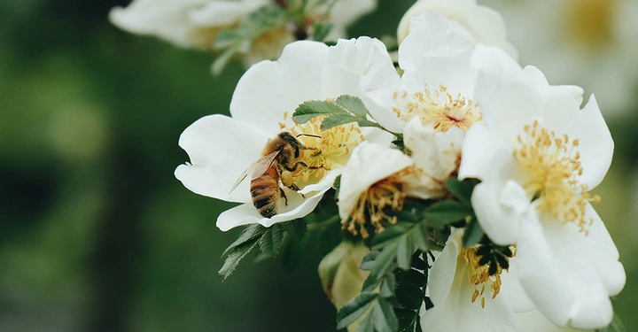 Biene sammelt Nektar von einer weißen Blume in einer grünen, verschwommenen Gartenumgebung.