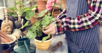 Eine Person pflanzt eine grüne Pflanze in einen gestreiften Blumentopf. Sie trägt ein kariertes Hemd und eine Schürze. Im Hintergrund sind weitere Blumentöpfe und Gartenwerkzeuge zu sehen.