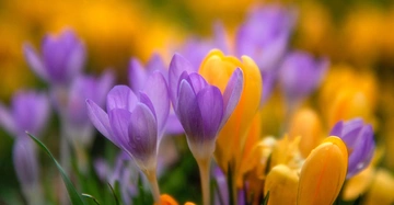 Nahaufnahme von violetten und gelben Korkussen.