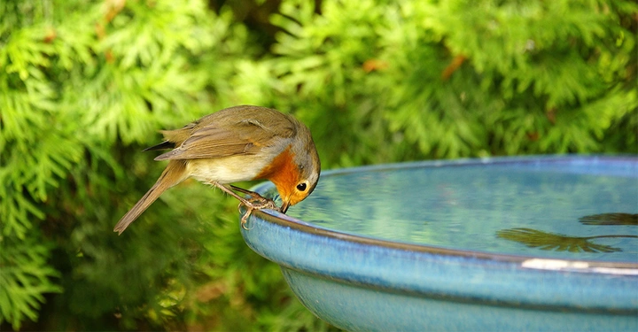 Rotkehlchen trinkt Wasser aus einem blauen Vogelbad das inmitten von dichtem grünen Laub platziert ist
