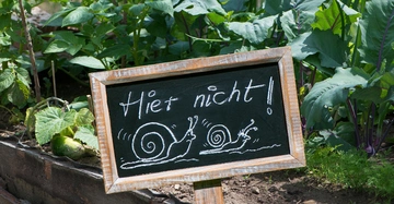 kleine Schiefertafel auf Holzstiel vor Gemüsebeet. Auf der Tafel wurden mit Kreide zwei Schnecken gezeichnet und es steht dort: Hier nicht!