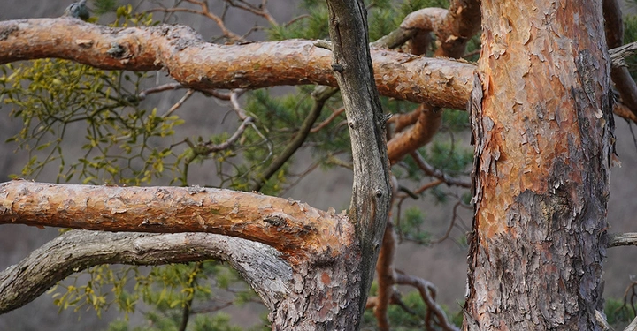 Eine Baumart der Extreme, die Rotföhre,&nbsp; ist "Baum des Jahres 2022". Sie kommt mit wenig Erde und Nährstoffen aus und toleriert Wasserextreme. An ihren natürlichen Standorten macht ihr deshalb keine andere Baumart Konkurrenz.