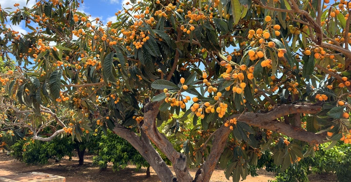 Galerie-Bild 5: Die Mispel zählt zur Familie der Rosengewächse. Ihre Frucht kann zu Gelee, Marmelade und Saft verarbeitet werden.