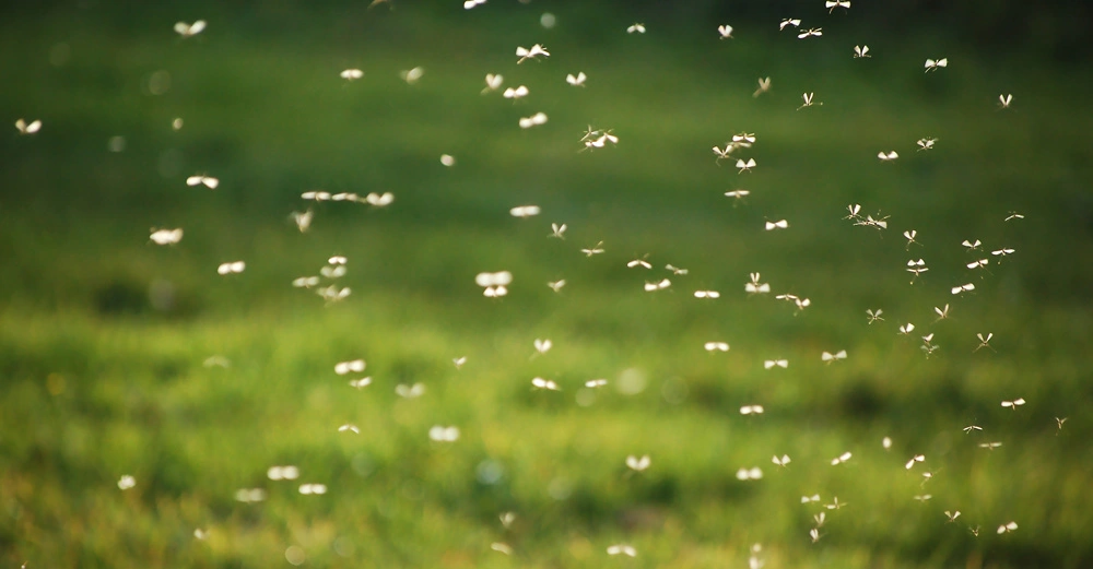 Viele kleine Insekten fliegen in der Luft über einer grünen Wiese bei Sonnenlicht.