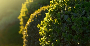 Gebüsch leuchtet im sanften Abendlicht im Garten. Weitere Büsche sind im Hintergrund sichtbar umgeben von Gras und Vegetation.