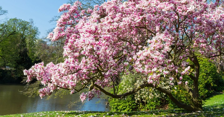 Galerie-Bild 2: Im Frühling überzeugt die Magnolie mit ihrer gewaltigen Blütenpracht. Mache davon sind sogar essbar!&nbsp;