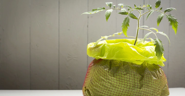 Tomatenpflanze wächst aus einem mit Erde gefüllten gelben Plastiksack auf einem weißen Tisch vor einer grauen Holzplankenwand.