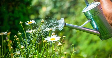 Gießkanne bewässert blühende weiße Gänseblümchen in einem grünen Garten.
