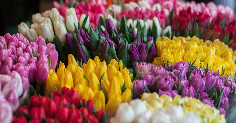 Bunte Tulpen stehen still in mehreren dicht gepackten Reihen auf einem Blumenstand jede Blume gruppiert nach Farbe in einem geschäftigen Markt oder Gartenumgebung.