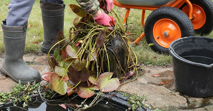 Mann mit Regenstiefeln steht am Ufer seines Gartenteiches und legt geerntete Wasserpflanzen in die Schubkarre, um sie zu überwintern