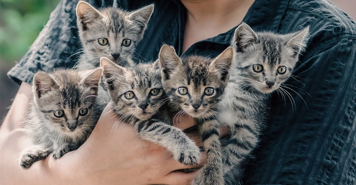 Eine Frau hält mehrere Katzen in den Armen. Hauskatzen in einer Mietwohnung, Mietrecht.