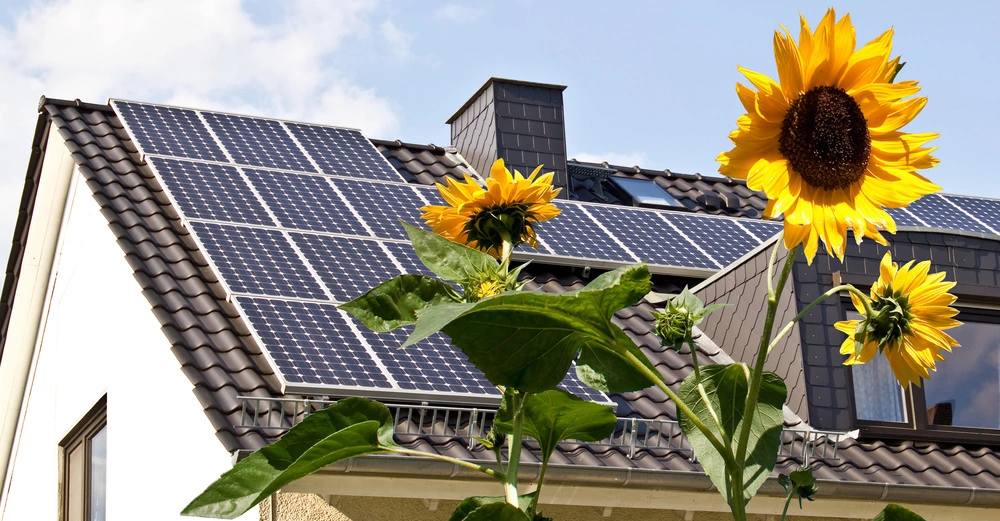 Sonnenblumen wachsen vor einem Haus mit Solarpaneelen auf dem Dach unter einem blauen Himmel mit weißen Wolken.