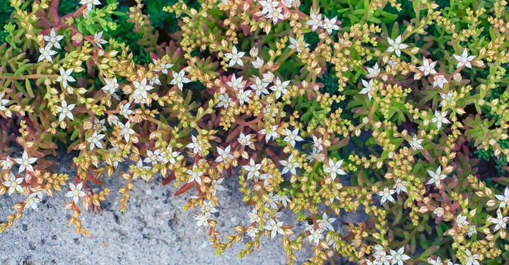 Galerie-Bild 6: Weiße und gelbe Blüten bedecken die grüne Pflanze auf sandigem Boden in einem Garten.