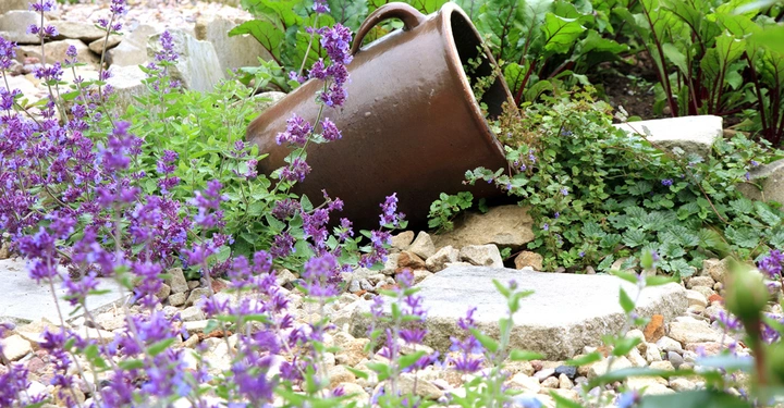 schöne Bodendecker und blühender Lavendel auf Steinboden. im Hintergrund ein alter Tontopf, aus dem Pflanzen wachsen. Sehr mediterran anmutend