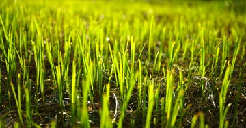 Grüne Grashalme wachsen auf einer Wiese im Sonnenlicht.
