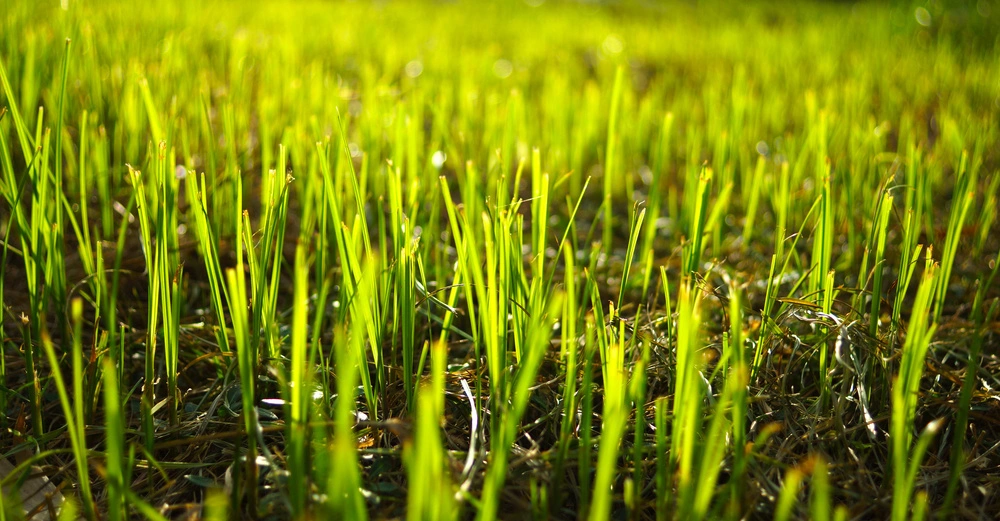 Grüne Grashalme wachsen auf einer Wiese im Sonnenlicht.