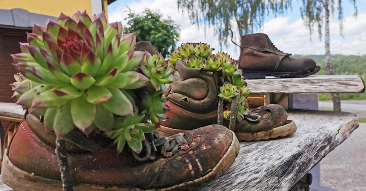 Alte, abgenutzte Wanderschuhe dienen als Pflanzgefäße für grüne und rote Sukkulenten auf einem rustikalen Holztisch im Freien mit Bäumen und einem bewölkten Himmel im Hintergrund