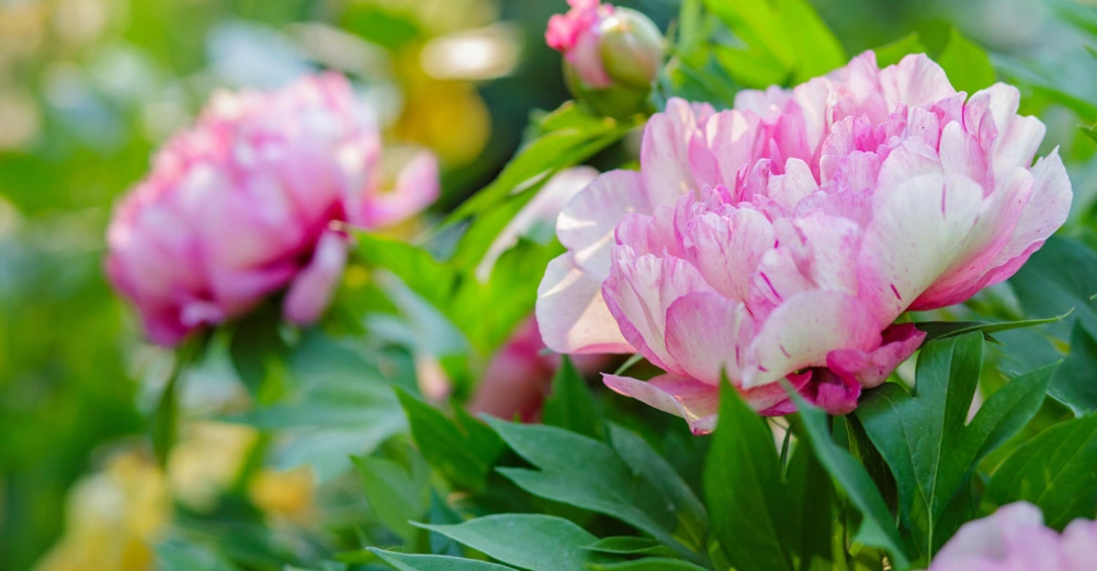 Eine Pfingstrosenstaude mit grünen Blättern und rosaroten Blüten, die von der Sonne beschienen werden.