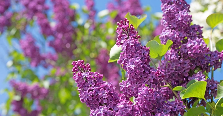 Galerie-Bild 8: AdobeStock_151419999.jpg