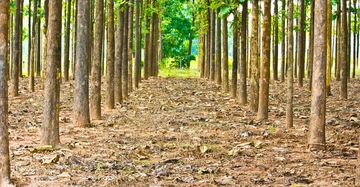 Baumstämme stehen aufrecht in geraden Reihen in einem bewaldeten Gebiet der Boden ist mit getrockneten Blättern bedeckt und im Hintergrund ist dichtes grünes Laub zu sehen