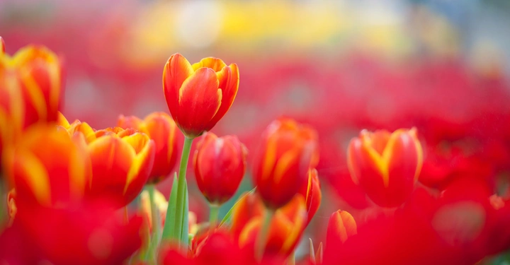 Eine leuchtend orangefarbene Tulpe blüht zwischen vielen roten Tulpen in einem unscharfen Blütenfeld im Freien