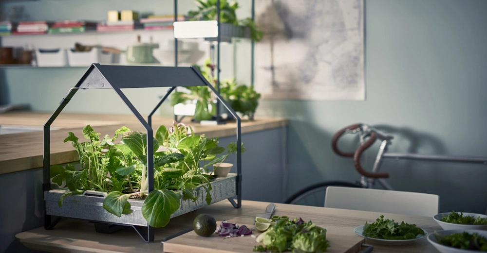Pflanzen wachsen in einem kleinen, hausförmigen Gewächshaus auf einem Holztisch in einer modernen Küche; im Hintergrund befinden sich ein Regal, ein Fahrrad und Küchenutensilien.