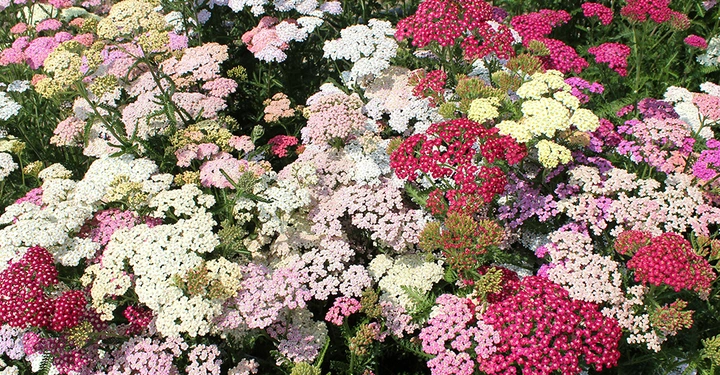 Galerie-Bild 9: AdobeStock_54375443_1000.jpg