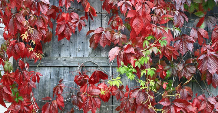 Rote Blätter ranken an einer hölzernen Gartenmauer hoch.