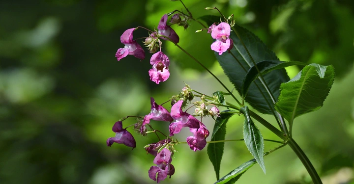 Pinkfarbene Blüten hängen an einem grünen Stängel mit Blättern im sonnigen Freien Umfeld ist eine unscharfe, grüne, natürliche Umgebung.