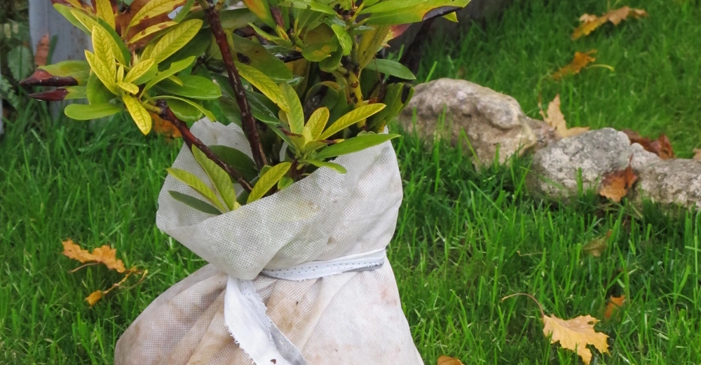 Eine Pflanze ist in weißem Stoff eingewickelt und steht auf grünem Gras mit einigen verstreuten Herbstblättern und Steinen im Hintergrund.