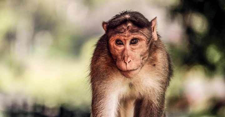 Affe sitzt auf einem Ast in einem bewaldeten Park mit unscharfen Bäumen und Blättern im Hintergrund.