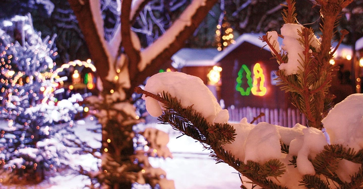 Winterliche Detailansicht auf einem Wiener Adventmarkt: Verschneiter Tannenzweig vor unscharfen Weihnachtslichtern.