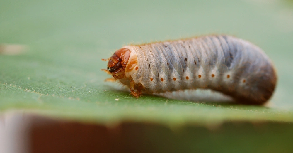 Raupe kriecht auf einem grünen Blatt in einer natürlichen Umgebung