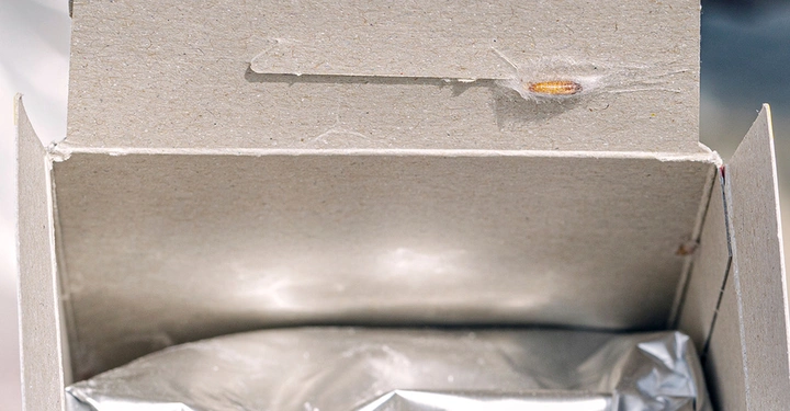 Verpuppte Larve einer Lebensmittelmotte in einem Gespinst an einer geöffneten Lebensmittelverpackung.