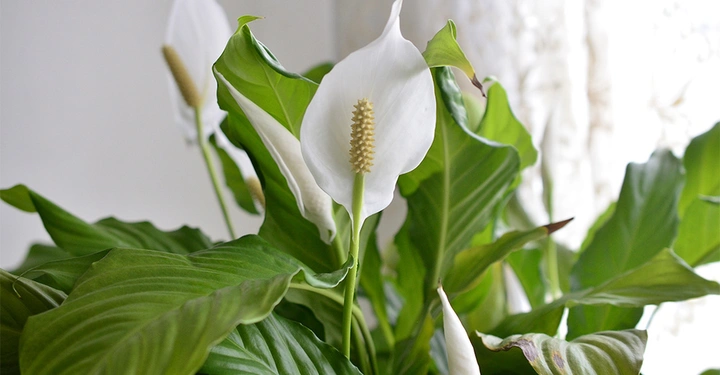 Galerie-Bild 10: Nahaufnahme einer Friedenslilie mit weißen Blüten.