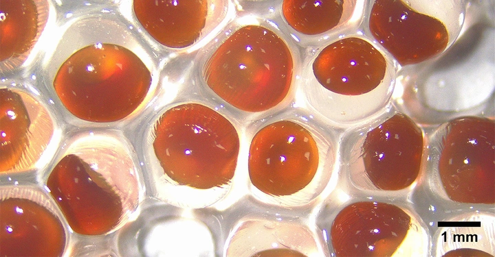 microscopy-of-capsules-for-asphalt.xb0c7d9da Kopie.jpg