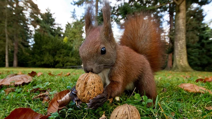Ein rotes Eichhörnchen, das im Garten Walnüsse sammelt, um sie für den Winter zu vergraben.