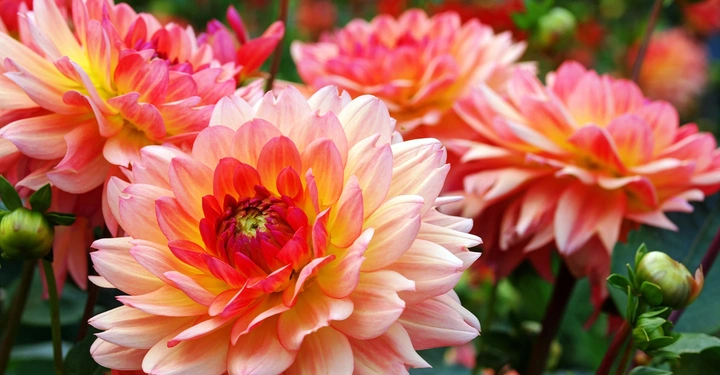 Galerie-Bild 5: AdobeStock_91753248.jpg