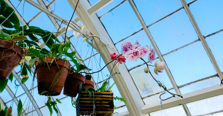 Mehrere hängende Pflanztöpfe wachsen unter einer schrägen Glasdecke in einem Gewächshaus; die blühenden Orchideen heben sich vor dem blauen Himmel ab.