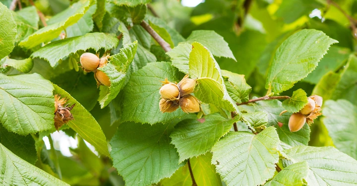 Galerie-Bild 1: Ihre köstlichen Früchte machen die Hasel zu einem beliebten Gartenbaum.