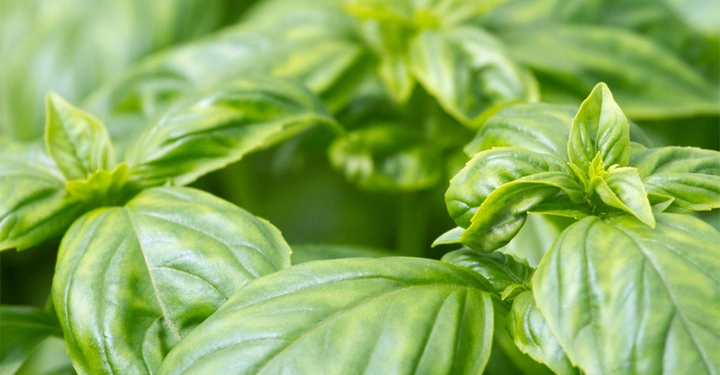 Grüne Basilikumblätter wachsen im Freien eng beieinander in einer üppigen und dichten Pflanzenlandschaft