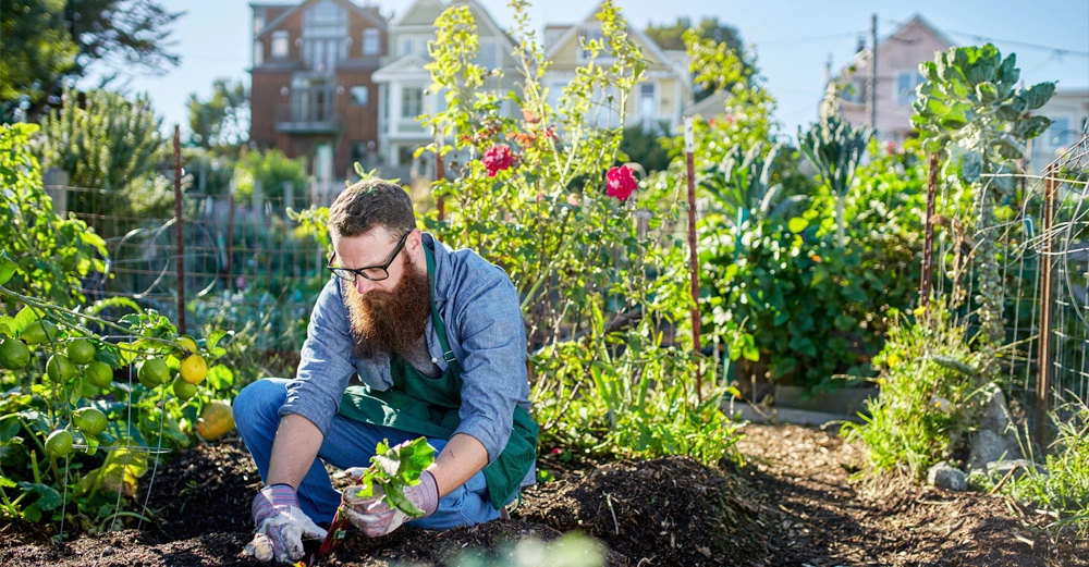 Mann pflanzt Gemüse in einem Garten umgeben von hohen Pflanzen und Wohnhäusern im Hintergrund.