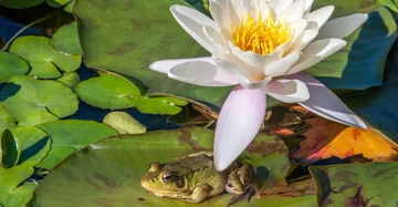 Ein Frosch sitzt auf einem Seerosenblatt im Wasser. Eine große weiße Seerosenblüte mit gelben Staubblättern wächst daneben. Mehrere grüne Seerosenblätter schwimmen drumherum.