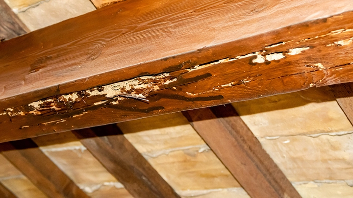 Dachbalken, der von Holzwürmern zerfressen wurde