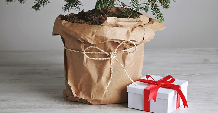 Kleiner Weihnachtsbaum im Topf, dekorativ in braunes Packpapier eingewickelt, neben einem weißen Geschenk.