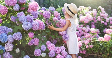 Mädchen mit Sonnenhut und weißem Kleid steht vor buschigen Hortensiensträuchern in rosa, lila, blau. schöne abendliche Sommerstimmung