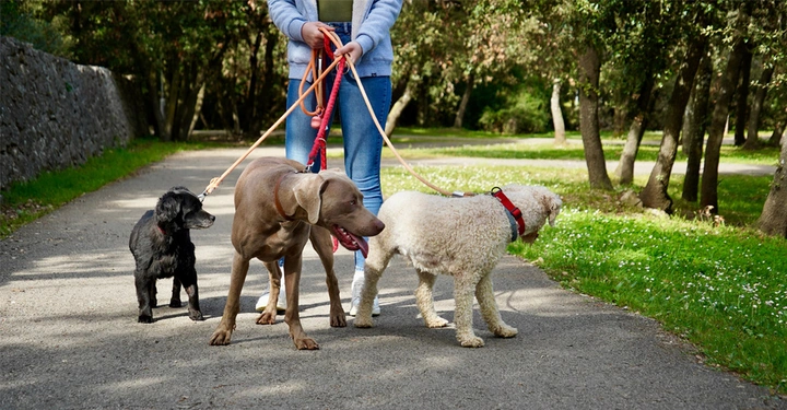 Eine unerkennbare Person, die drei Hunde, davon einen dunkelbraunen Labrador und einen Pudel, im Park an der Leine führt