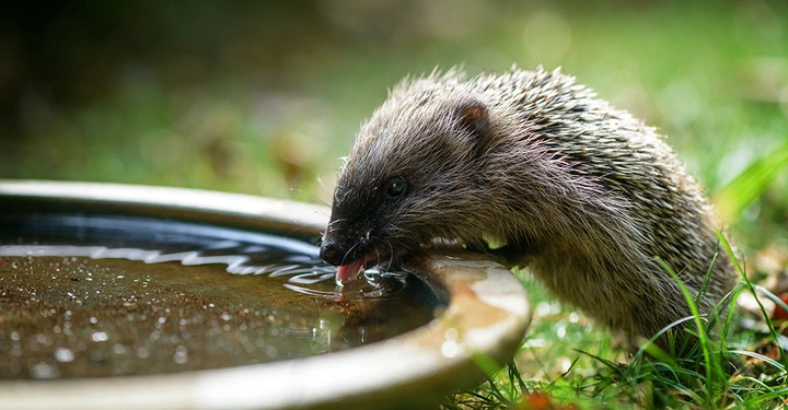 Igel trinkt Wasser aus einer Vogeltränke in einem sonnigen Garten mit grüner Wiese.